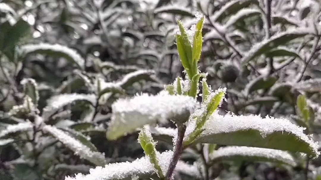 79期|全国各地春茶飘香，县长直播带货促销售