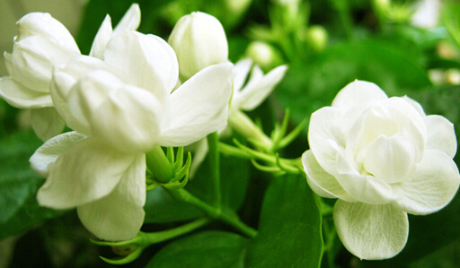 茶坯趋紧&花量增加，2020年福州茉莉花茶价格如何