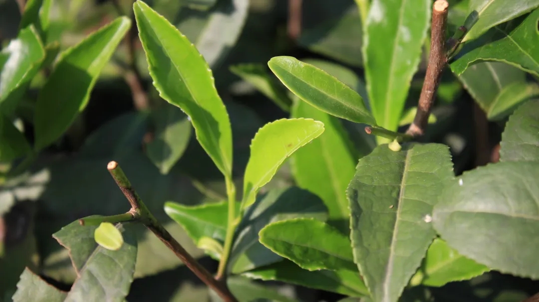 茶叶频繁造假，是时候用追溯系统还好茶清白