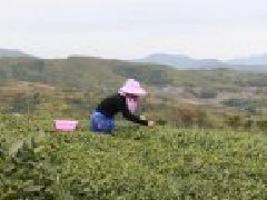 茶青价格上涨20%？“说茶”带来福鼎春茶新情报