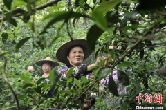 相关研究获评一等奖！夏秋茶的“春天”来了么？